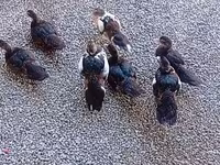 مسکوی خانگی — عکس 2