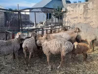 میش, Arashan sheep — عکس 1