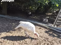 Turkeys — ፎቶ 1
