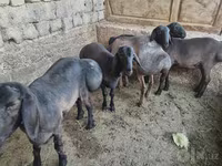Beran, Rhon sheep — foto 5