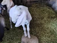 بز نر, Nubian Goat — عکس 5