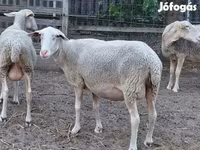 Ոչխար, Lacaune sheep — լուսանկար 4