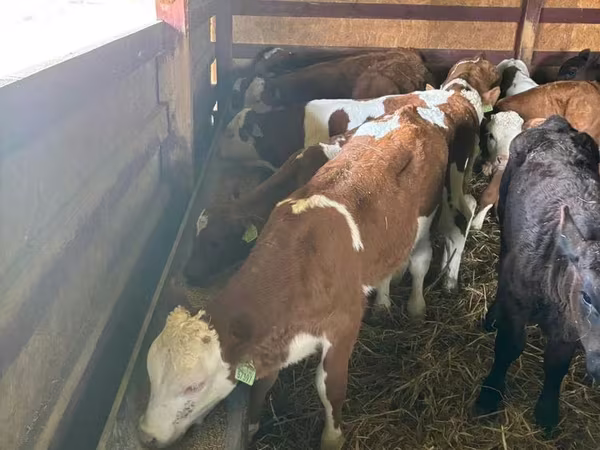 የከብት እንስሳት (ቡድን፣ ጾታ አልተጠቀሰም), Simmental cattle