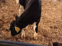 گاو نر, Russian Black pied cattle — عکس 8