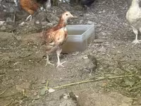 Chickens — تصویر 1