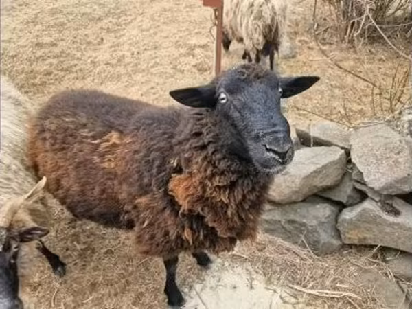 Ram, Sheep — Hungary