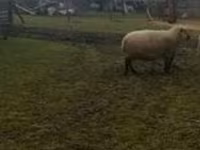 Vædder, Shroshire sheep — foto 1