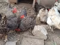 Chickens — 1 зураг