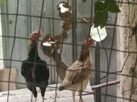 Chickens — zdjęcie 2