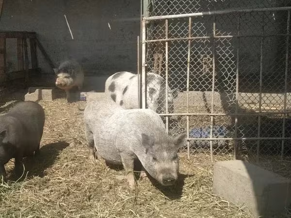 Scroafă, Porci
