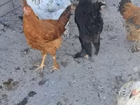 Brahma — foto 4