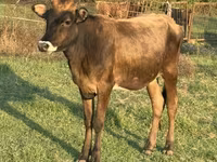 Mucca, Bovini — foto 1