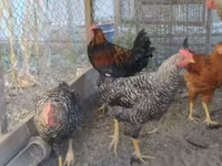 Chickens — foto 2