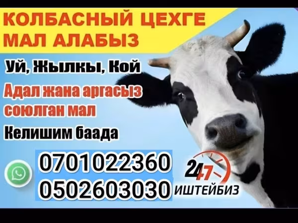 Cow, Russian Black pied cattle — Kyrgyzstan