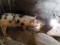 Prasata (šarže, pohlaví neuvedeno), Prasata — foto 1