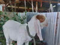 แพะตัวผู้, Kamori goats — รูปภาพ 4