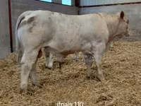 Bull, Charolais cattle — photo 2