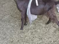 بکرا, LaMancha goats — تصویر 5