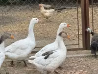 Geese — foto 4