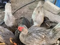 Ducks — الصورة 2