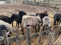Pecora, Racka sheep — foto 7