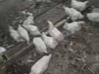 Chickens — zdjęcie 5