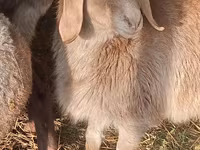 Ovce, Edilbay sheep — foto 2
