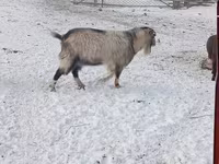 بز نر, Nubian Goat — عکس 3