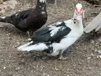 Ducks — புகைப்படம் 5