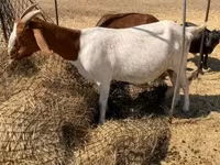 암염소, Boer goat — 사진 2