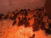German Pekin — sawirka 3