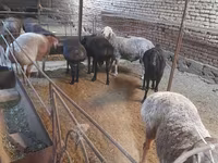 Kambing jantan, Sheep — foto 5