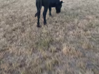 ላም, Aberdeen-Angus — ፎቶ 2