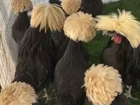 Chickens — foto 3