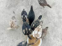 Chickens — ፎቶ 2