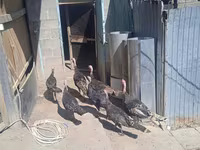 Turkeys — foto 3