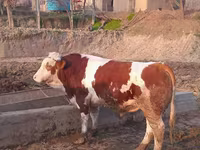 Bik, Simmental cattle — fotografija 4
