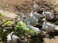 Geese — 写真 4