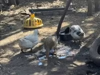 Ducks — फ़ोटो 2