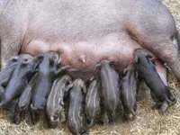 Zeug, Varkens — foto 6