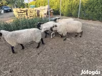 แกะตัวเมีย, German Blackheaded Mutton sheep — รูปภาพ 3