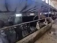 Bò cái, Giống Holstein — ảnh 3