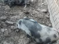 Prasnice, Prasata — foto 5