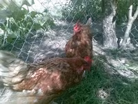 ڈینش ہین — تصویر 1