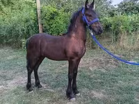 ม้าตัวผู้, Friesian — รูปภาพ 2