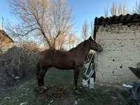 Жребец, Коне — снимка 2