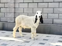 Ovan, Hissar sheep — fotografija 4