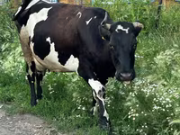 Krowa, Russian Black pied cattle — zdjęcie 3