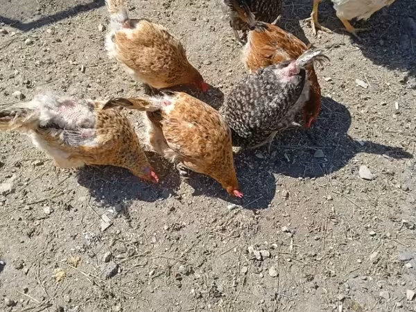 Chickens — Armenia