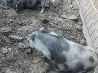 मादा सूअर, सूअर — फ़ोटो 5